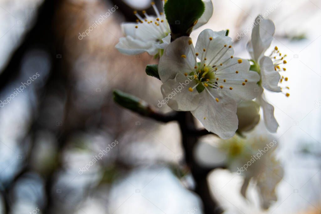 soft image of prunus flowers on a blurry background. nature, spring season, april, tranquillity concepts