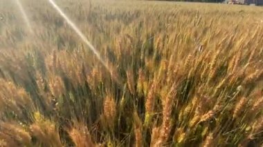 Gün batımında tarlada buğday kulakları. Buğday tarımı tarım sektörü kavramını hasat ediyor. Büyük buğday tarlasında yürü. Büyük buğday hasadı yazın tarla manzarası yaşam tarzında