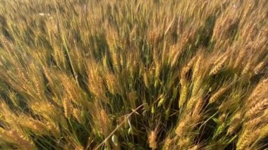 Gün batımında tarlada buğday kulakları. Buğday tarımı tarım sektörü kavramını hasat ediyor. Büyük buğday tarlasında yürü. Büyük buğday hasadı yazın tarla manzarası yaşam tarzında