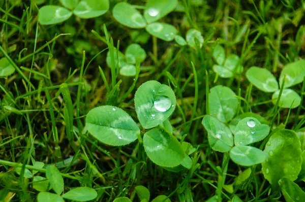 Chuva cair em um trevo por CU — Fotografia de Stock