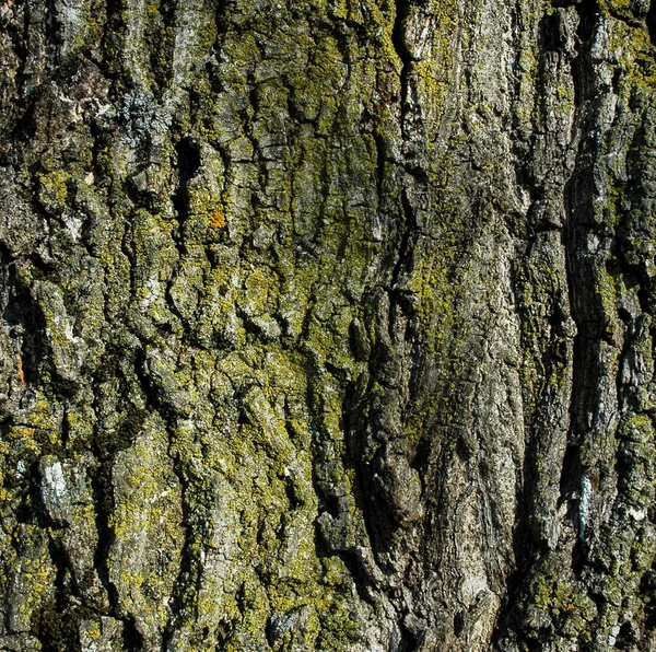 Texture di corteccia di albero — Foto Stock