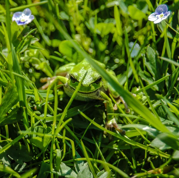 Une grenouille verte est dans une herbe — Photo