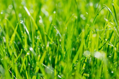 Parlak güneşin altında. Soyut doğal arkaplan