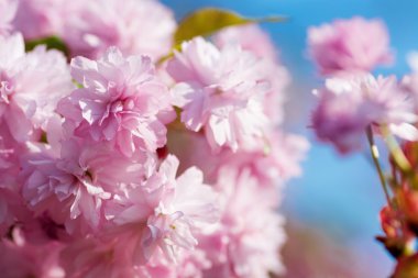 gökyüzü çiçekleri ile şube