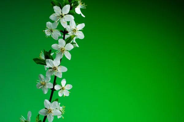 Beautiful spring blossom on green background. studio shot — Stock Photo, Image