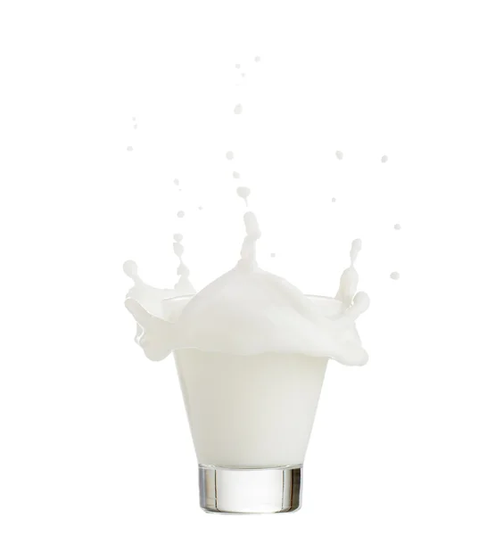 Milk splash in glass isolated on white background — Stock Photo, Image