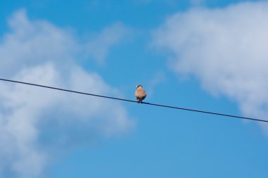 bir tel üzerinde kırmızı ayaklı Şahin siting