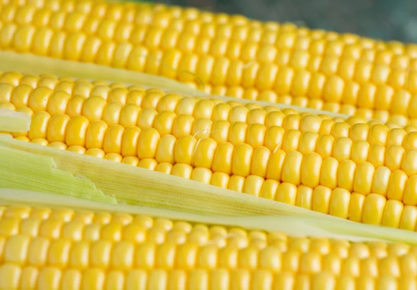 Grains of ripe corn on wooden — Stock Photo, Image