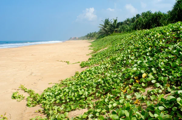 Plage tropicale avec palmiers au Sri Lanka — Photo