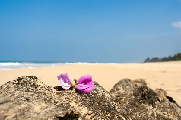 Fiore rosa Leelawadee sulla sabbia — Foto Stock