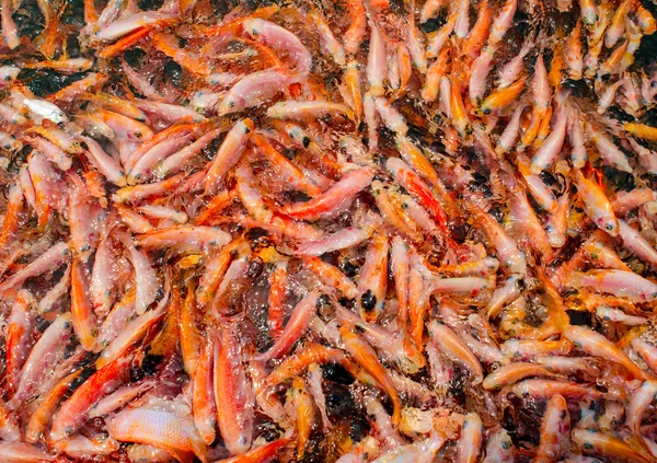 School of red fish in the water — Stock Photo, Image
