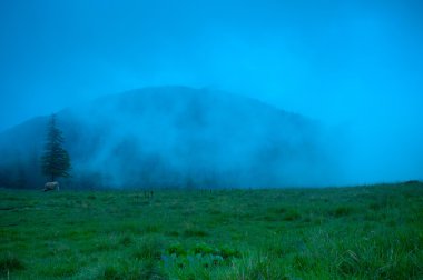 çam ağacı yayla orman, sisli sabah yatay.