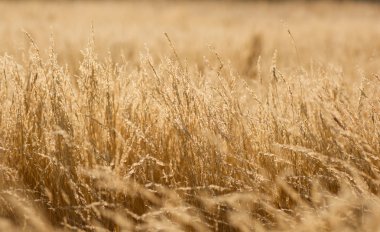 Altın yaz çim gackground.