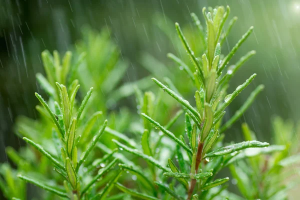 Fresh Rosemary Herb, close-up with water drops in motion — Stock Photo, Image