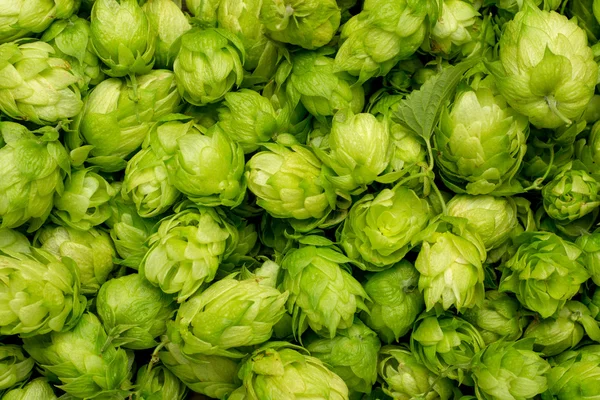 Houblon vert frais sur une table en bois — Photo