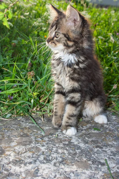 Pequeño Gatito Sienta Parapeto Sobre Fondo Hierba — Foto de Stock