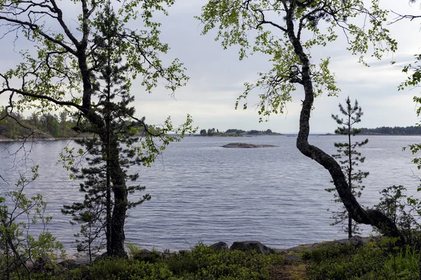 Karelia. Cerezas de ladoga — Foto de Stock