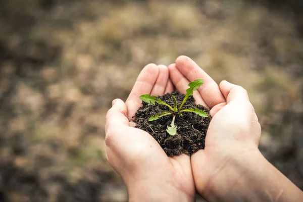 Kleines grünes Pflänzchen in den Händen von — Stockfoto