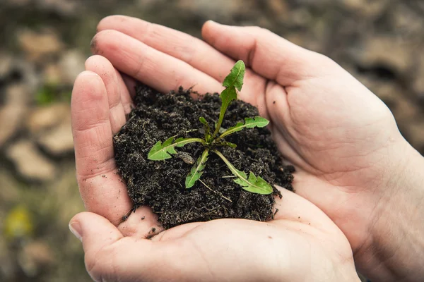 Kleines grünes Pflänzchen in den Händen von — Stockfoto