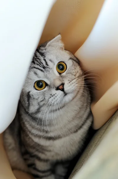 Katt som gömmer sig bakom en vit gardin i inre — Stockfoto