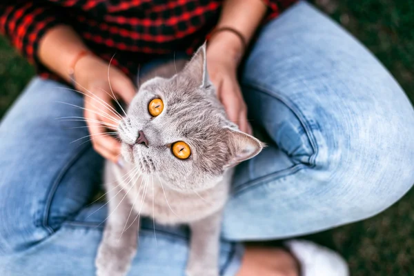 Gato rojo sentado en las manos de la chica Imagen De Stock