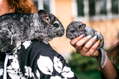 Anne ve bebek Chinchilla ön görünüm öpüşme 
