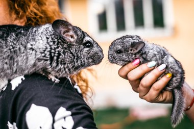 Anne ve bebek Chinchilla ön görünüm öpüşme 