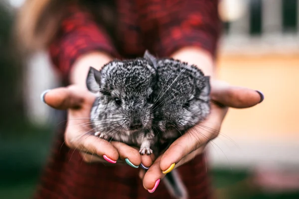 Chinchilla baby kids sitzen auf den Händen — Stockfoto