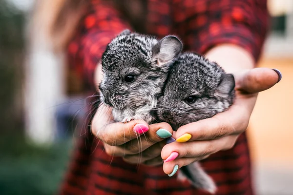 Chinchilla bebek ellerine oturan çocuklar — Stok fotoğraf