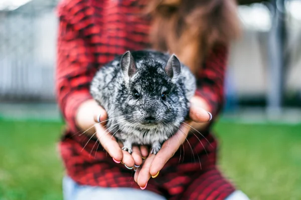 Chinchilla sitting on your hands — Stock Photo, Image