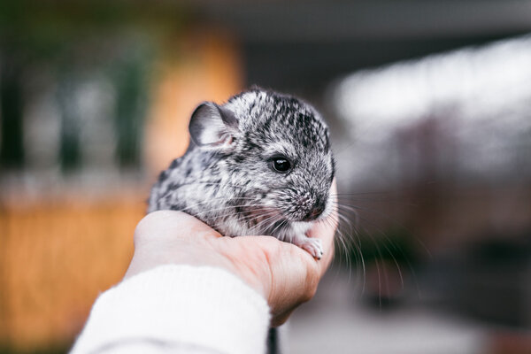 Chinchilla Baby Kids sitting on your hands Royalty Free Stock Images