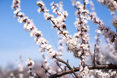 Kayısı çiçeği mavi gökyüzüne karşı bahar geldi