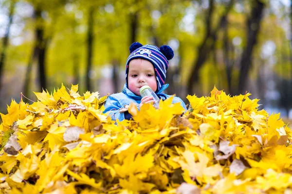 A small boy  playing with leaves in the autumn forest — Stock Photo, Image