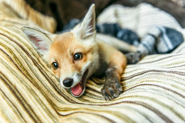 Маленькая лиса лежит на подушке — стоковое фото
