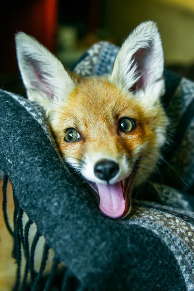 Pequeño zorro envuelto en una bufanda — Foto de Stock