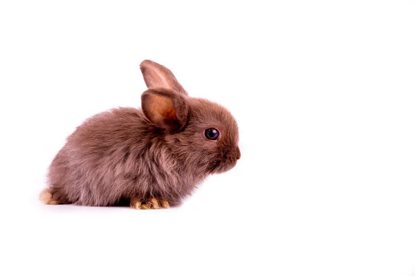 Little brown rabbit on white background — Stock Photo, Image