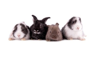 Dört beyaz arka plan üzerinde izole tavşan.