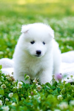 four Samoyed puppy outdoors in summer clipart