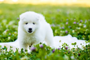Yaz aylarında dört Samoyed köpek yavrusu açık havada