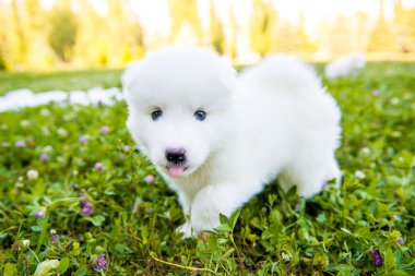 Yaz aylarında dört Samoyed köpek yavrusu açık havada