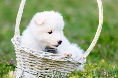 Samoyed yavru bir sepet içinde