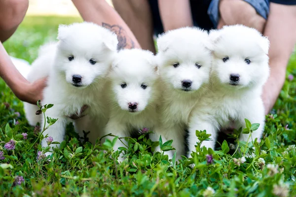 Cuatro cachorro Samoyed al aire libre en verano —  Fotos de Stock