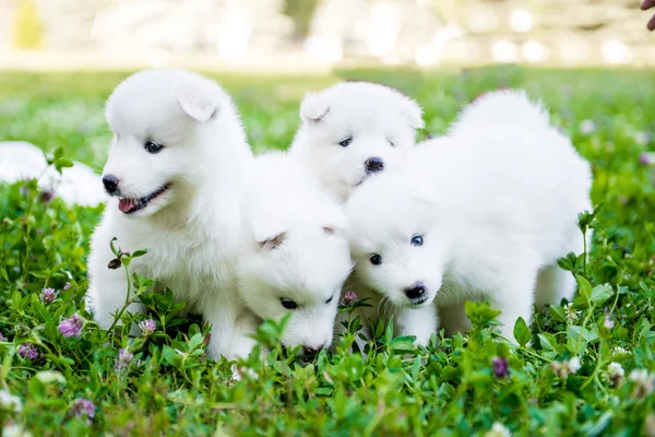 Yaz aylarında dört Samoyed köpek yavrusu açık havada — Stok fotoğraf