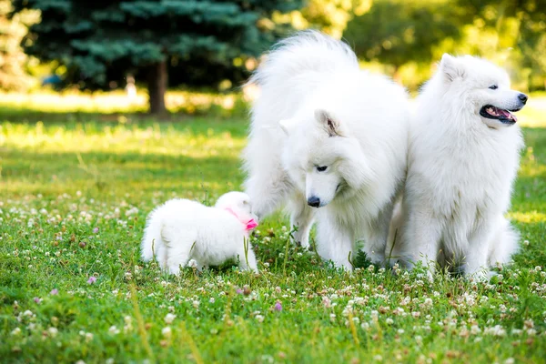 Cãozinho e pais Samoyed — Fotografia de Stock