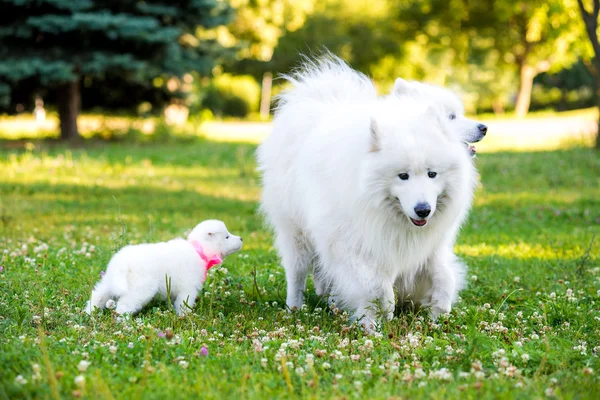 Samojeed puppy en ouders — Stockfoto