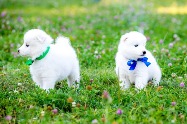 Quatre chiot Samoyed à l'extérieur en été — Photo