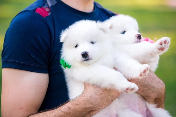 Vier Samojeed puppy buiten in de zomer — Stockfoto