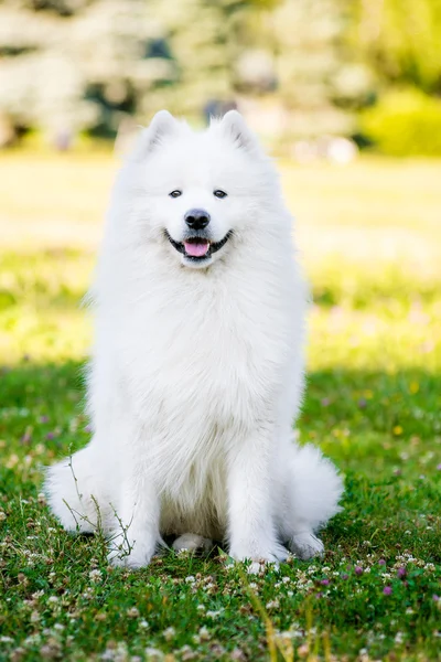 parkta çimlere oturup yetişkin Samoyed