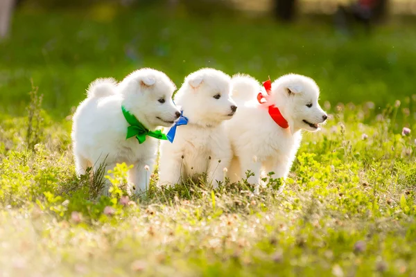 Quatre chiot Samoyed à l'extérieur en été — Photo