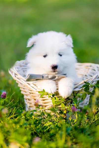 Samoyed yavru bir sepet içinde — Stok fotoğraf